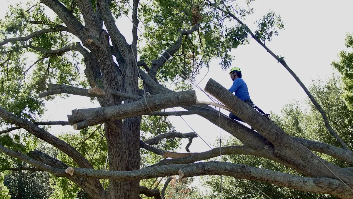 Professional Hazardous Tree Removal performed by certified arborists in Clarkia