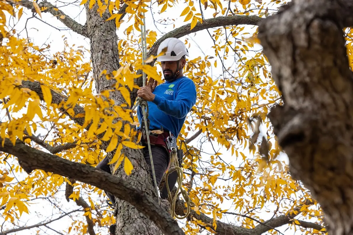 Skilled Tree Transplanting crew working in Clarkia